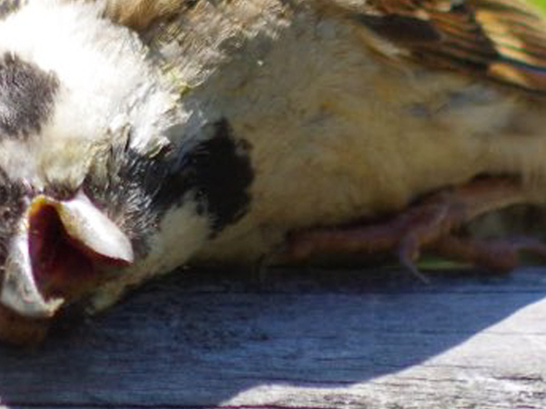 スズメの写真に「完全に一致」　その姿が？「昨晩の自分じゃん」「なんだこの既視感」