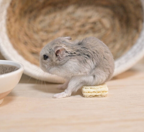 ハムスターがおやつを…　見せた姿に「前世人間だろ」「中におじさん入ってる？」