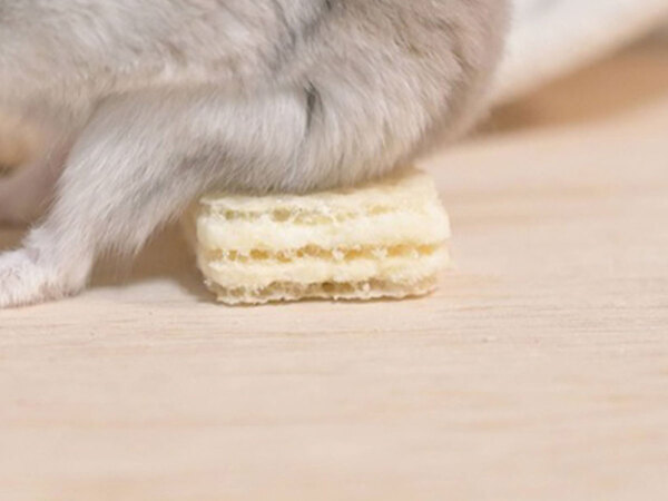 ハムスターがおやつを…　見せた姿に「前世人間だろ」「中におじさん入ってる？」