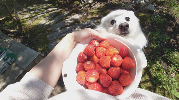 おいしそうな大量のイチゴ　そこに写り込んだのは？「圧が強いって」「これは仕方ない」