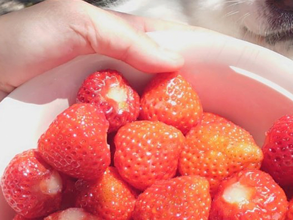 おいしそうな大量のイチゴ　そこに写り込んだのは？「圧が強いって」「これは仕方ない」