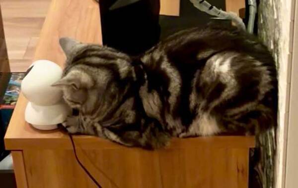 ペットカメラに愛猫が映らない…　急いで帰宅した飼い主が見た光景が？