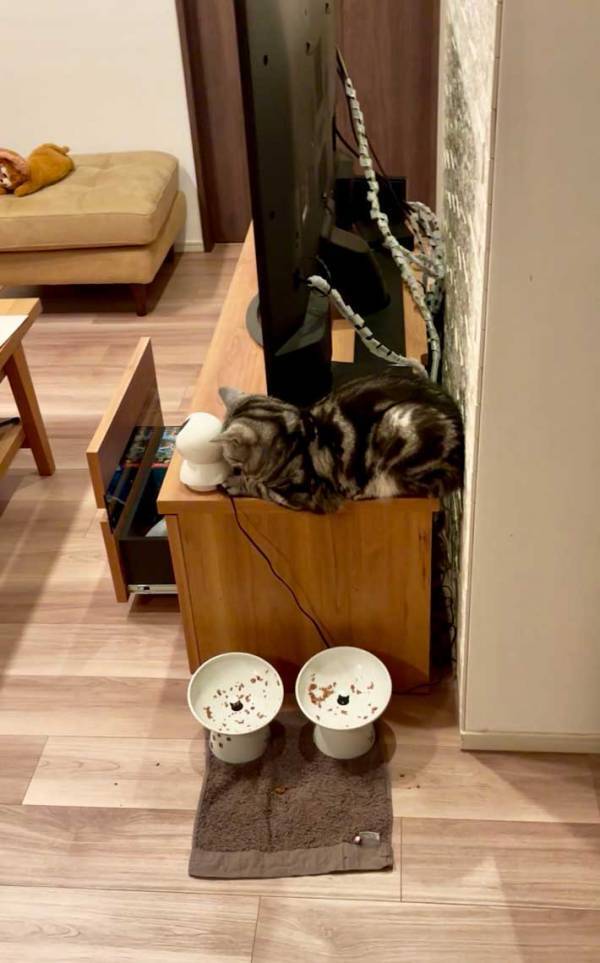 ペットカメラに愛猫が映らない…　急いで帰宅した飼い主が見た光景が？