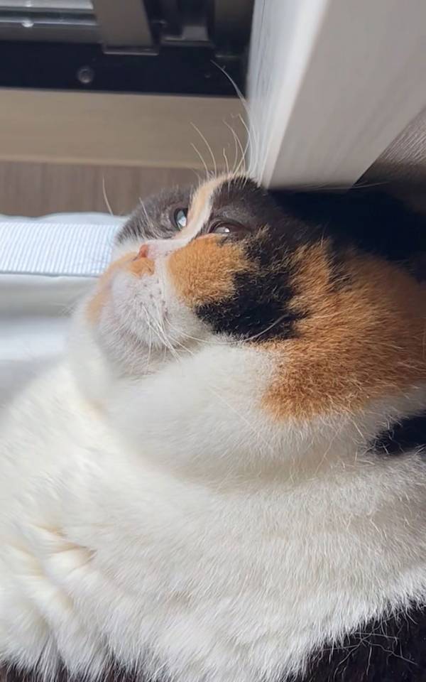 え、猫だよね？　壁に頭を押し付けた結果…「どうなってるの」「かろうじて猫」