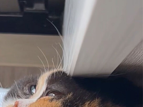 え、猫だよね？　壁に頭を押し付けた結果…「どうなってるの」「かろうじて猫」