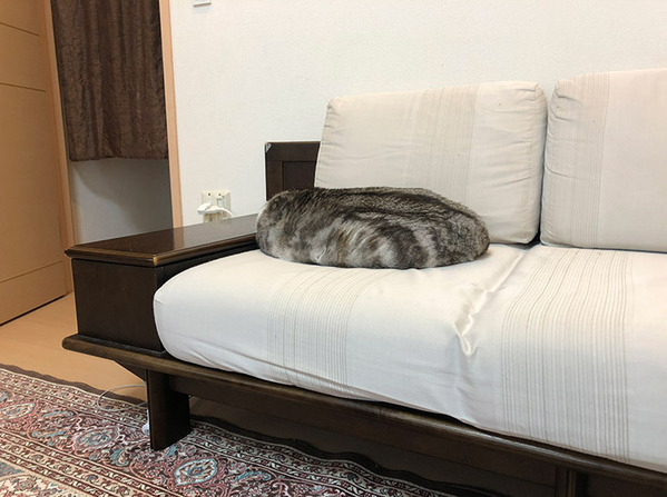 『素敵なクッション』といわれたのは…？　１枚に「これは分からない」「うっかり座っちゃう」