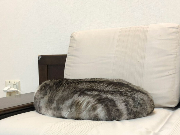 『素敵なクッション』といわれたのは…？　１枚に「これは分からない」「うっかり座っちゃう」