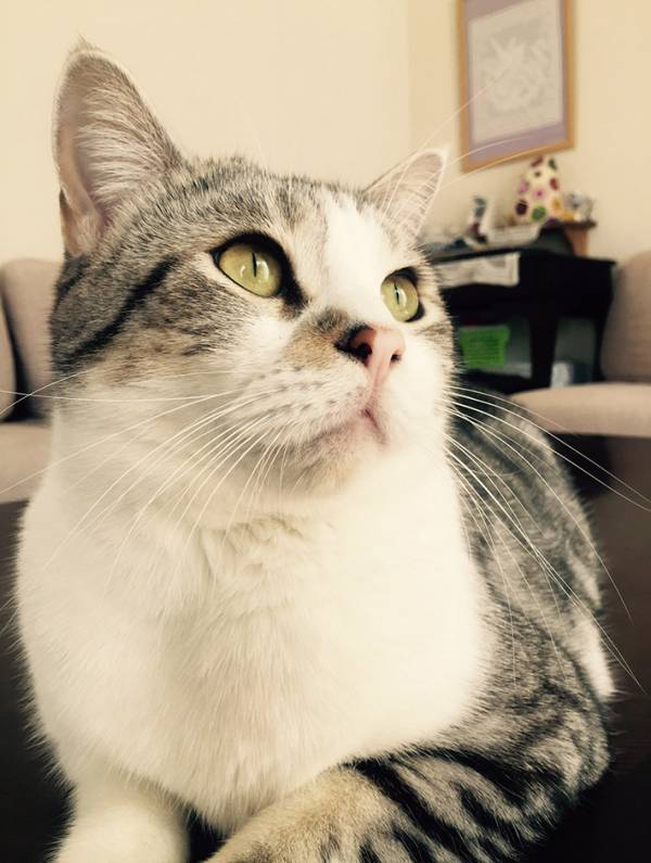 『素敵なクッション』といわれたのは…？　１枚に「これは分からない」「うっかり座っちゃう」