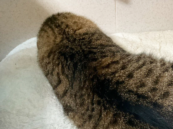 横になる猫　しかし、その姿が…「ウソだろ…？」「思わず凝視した」