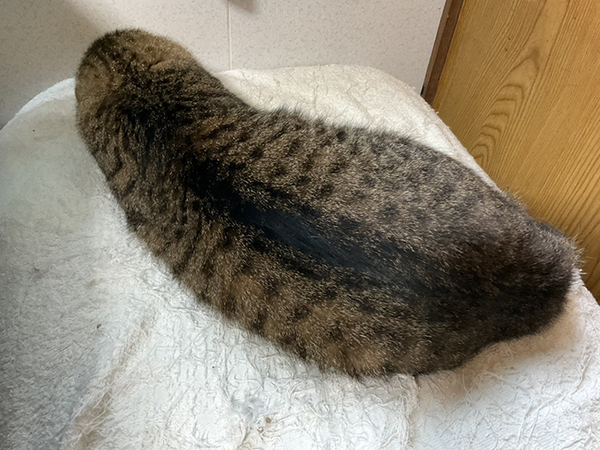 横になる猫　しかし、その姿が…「ウソだろ…？」「思わず凝視した」