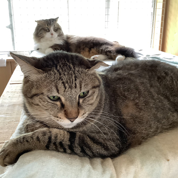 横になる猫　しかし、その姿が…「ウソだろ…？」「思わず凝視した」