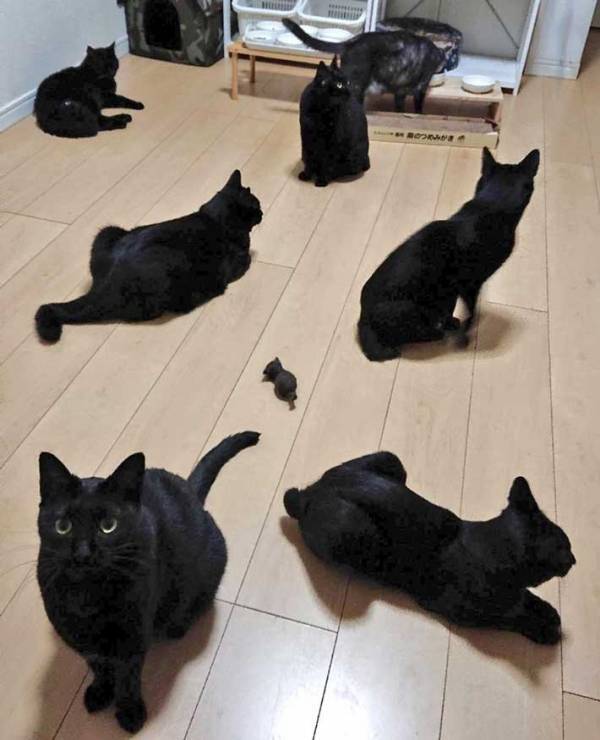 黒猫たちの１枚を『６万人』が二度見！　「目を疑った」「世界一好き」