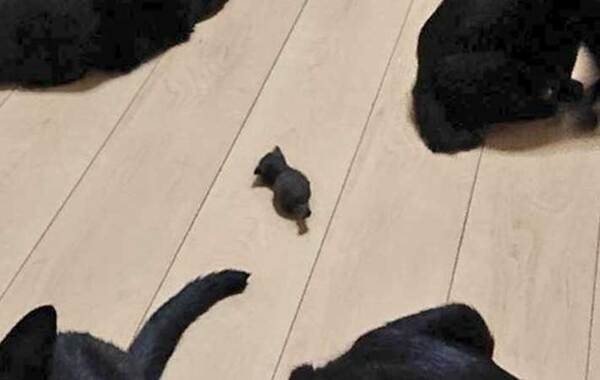 黒猫たちの１枚を『６万人』が二度見！　「目を疑った」「世界一好き」