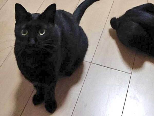 黒猫たちの１枚を『６万人』が二度見！　「目を疑った」「世界一好き」