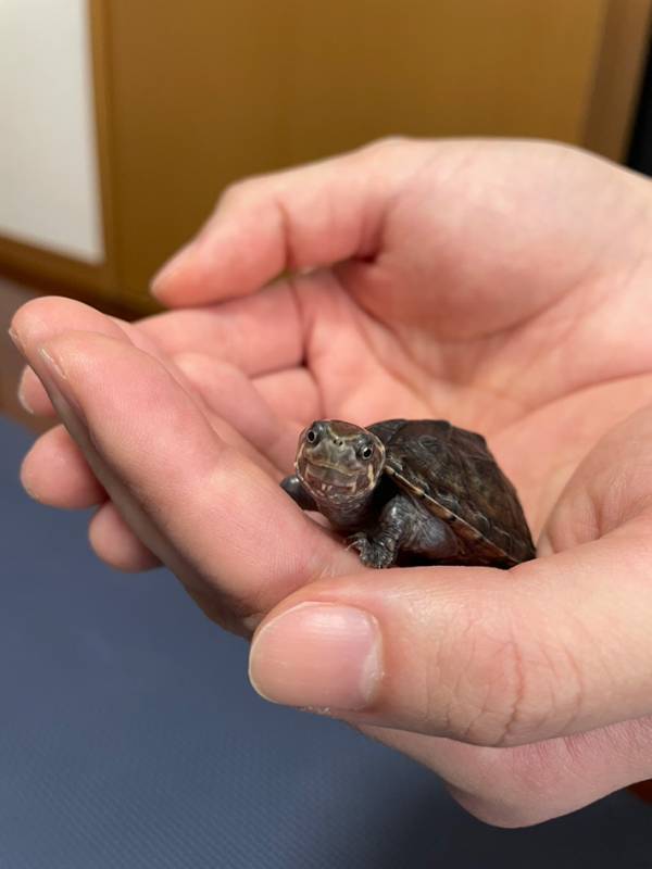 手のひらサイズだったのに…　生後５か月のカメ、約１年後の姿がこちら！