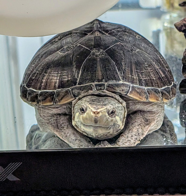 手のひらサイズだったのに…　生後５か月のカメ、約１年後の姿がこちら！