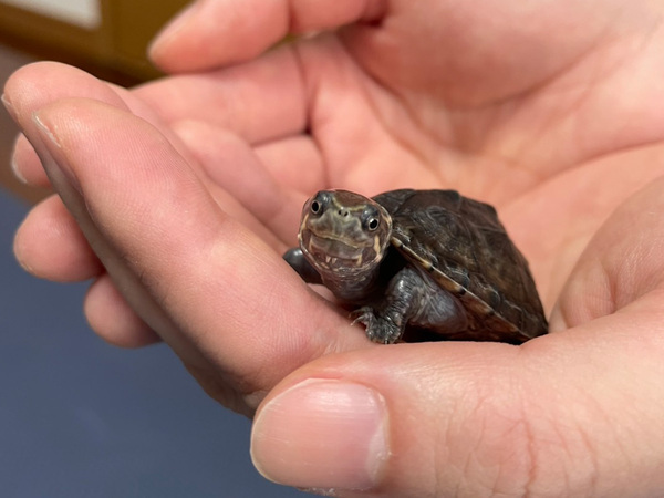 手のひらサイズだったのに…　生後５か月のカメ、約１年後の姿がこちら！