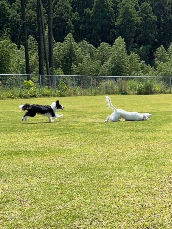 飼い主「そんなに『車体』倒したら転ばんか…」　結末に「吹いた」「こんなことある！？」