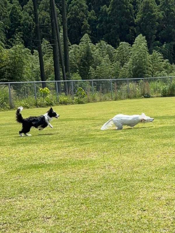 飼い主「そんなに『車体』倒したら転ばんか…」　結末に「吹いた」「こんなことある！？」