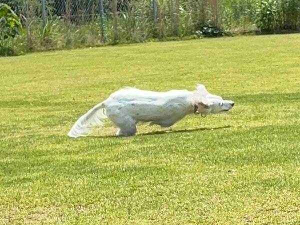 飼い主「そんなに『車体』倒したら転ばんか…」　結末に「吹いた」「こんなことある！？」