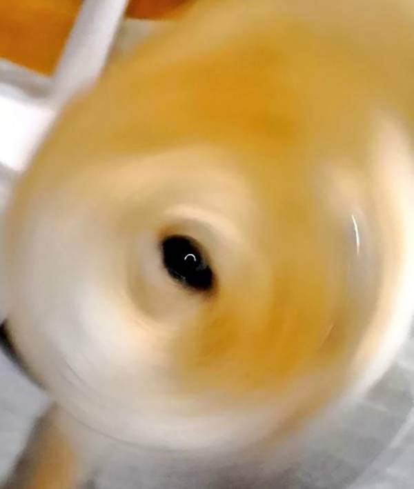 え、これ本当に柴犬であってる？　奇跡の１枚に「ヒエッ…なんでこんなことに…」