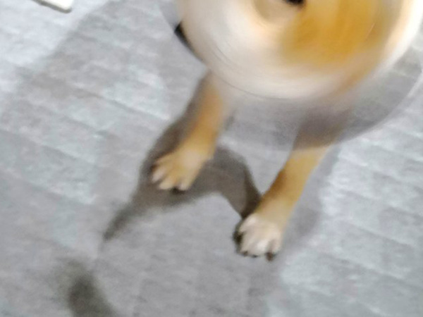 え、これ本当に柴犬であってる？　奇跡の１枚に「ヒエッ…なんでこんなことに…」