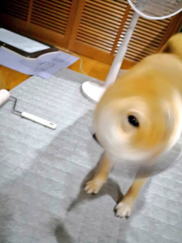 え、これ本当に柴犬であってる？　奇跡の１枚に「ヒエッ…なんでこんなことに…」