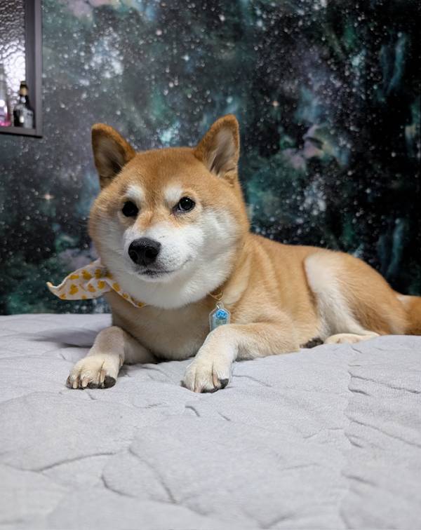 え、これ本当に柴犬であってる？　奇跡の１枚に「ヒエッ…なんでこんなことに…」