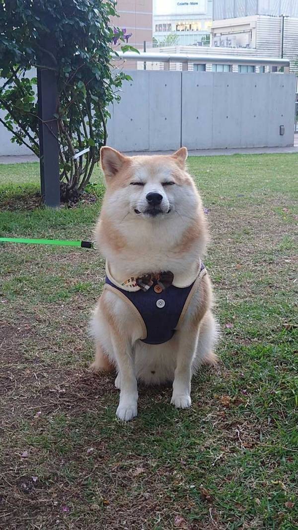 マダムに「きれいね～」と褒められた犬　顔を見ると…