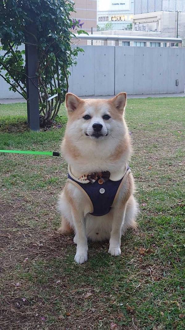 マダムに「きれいね～」と褒められた犬　顔を見ると…