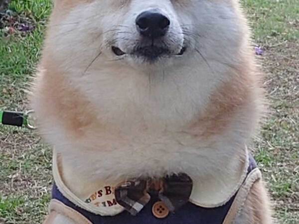 マダムに「きれいね～」と褒められた犬　顔を見ると…