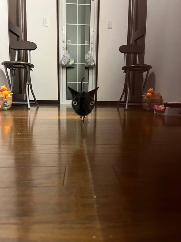 「夜中に見たら腰抜かす…」　背筋が『ゾクッ』とする猫の２枚がこちら