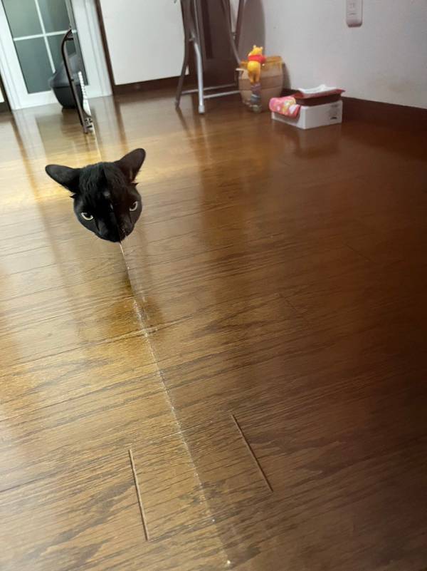 「夜中に見たら腰抜かす…」　背筋が『ゾクッ』とする猫の２枚がこちら