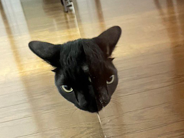 「夜中に見たら腰抜かす…」　背筋が『ゾクッ』とする猫の２枚がこちら