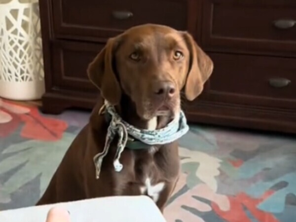 「かわいすぎる」「泣ける」　授乳中の飼い主に愛犬がもってきたものは？