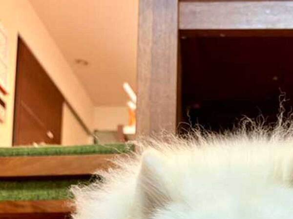 飼い主「しゅんとしている」　サモエドが落ち込んだ理由が…？