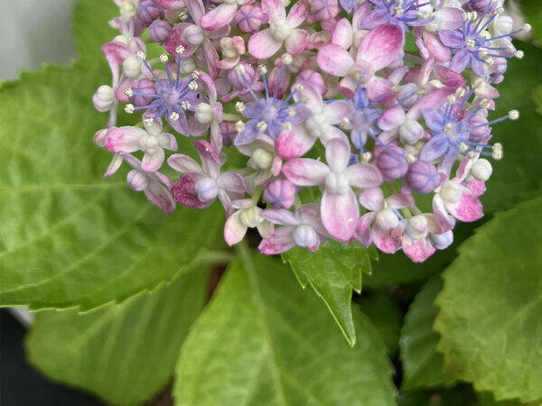 「花の宝石箱」「ブーケみたいで素敵」　花火のような紫陽花に魅了される人続出