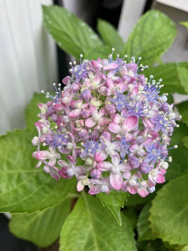 「花の宝石箱」「ブーケみたいで素敵」　花火のような紫陽花に魅了される人続出