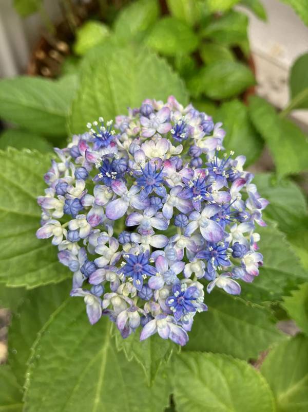 「花の宝石箱」「ブーケみたいで素敵」　花火のような紫陽花に魅了される人続出