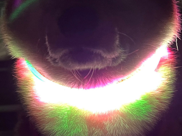 キラキラ光る首輪を着けたら？　撮れた『奇跡の１枚』に「笑いすぎて眠れない」