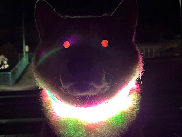 キラキラ光る首輪を着けたら？　撮れた『奇跡の１枚』に「笑いすぎて眠れない」