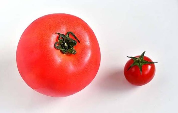 トマトとミニトマト、選ぶならどっち？　管理栄養士の視点に、目からウロコ