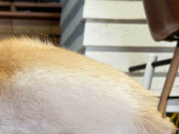 飼い主「もうなんなのか分からない」　１枚に「横たわる食パン？」「何これ…」