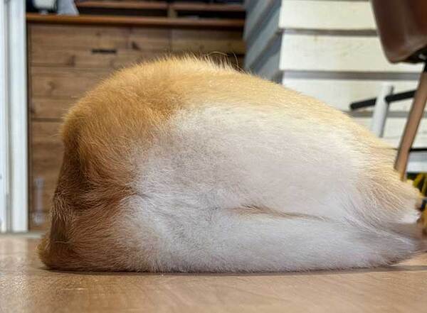 飼い主「もうなんなのか分からない」　１枚に「横たわる食パン？」「何これ…」