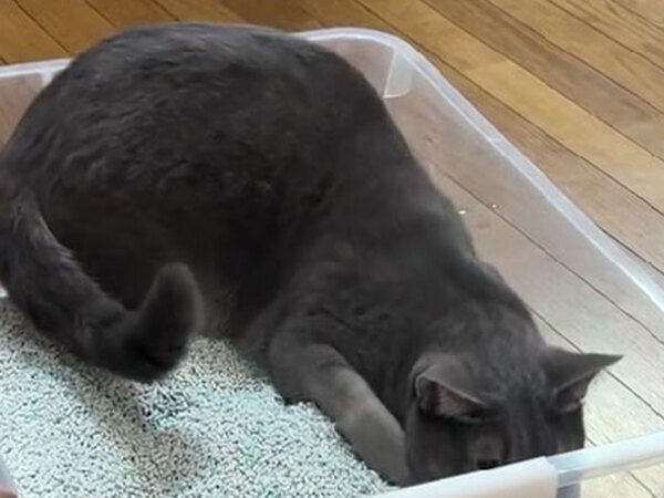 心の声が丸見え！　猫の分かりやすい慌てっぷりに「永久保存版」「ギャグ漫画かな」