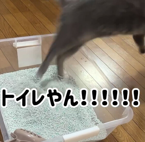 心の声が丸見え！　猫の分かりやすい慌てっぷりに「永久保存版」「ギャグ漫画かな」