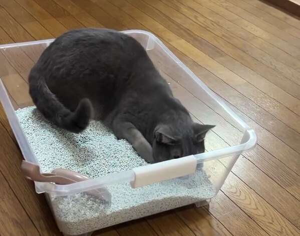 心の声が丸見え！　猫の分かりやすい慌てっぷりに「永久保存版」「ギャグ漫画かな」