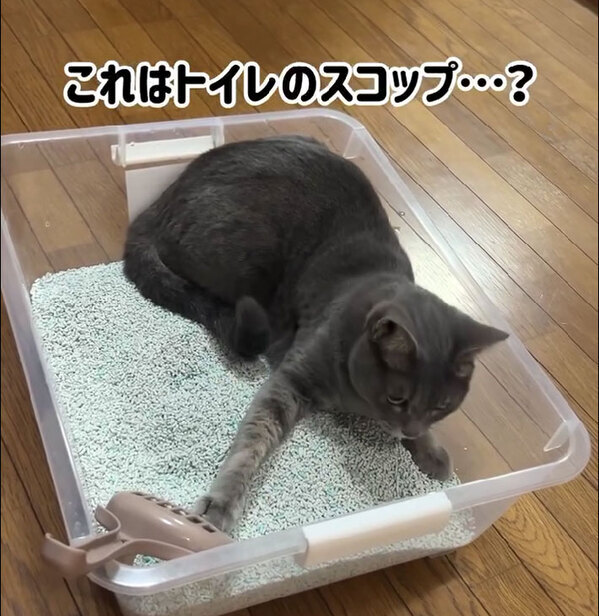 心の声が丸見え！　猫の分かりやすい慌てっぷりに「永久保存版」「ギャグ漫画かな」