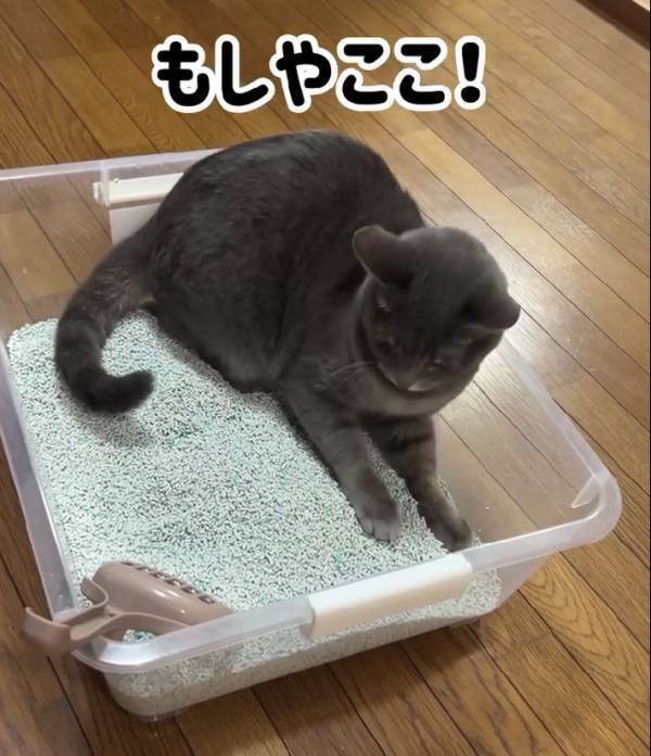 心の声が丸見え！　猫の分かりやすい慌てっぷりに「永久保存版」「ギャグ漫画かな」