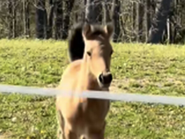 「本当にかわいい」　子馬の『歩き方』に７２０万人がニッコリ